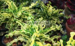 Codiaeum-Doi-Pui-20
