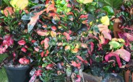 Codiaeum-Ear-Ring-взрослый-