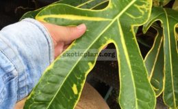 Codiaeum-Gold-Fountain-35-