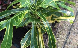 Codiaeum-Gold-Fountain-35