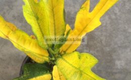 Codiaeum-Golden-Arrow-25