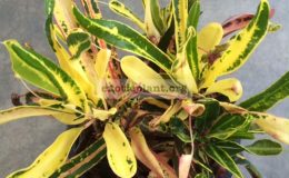 Codiaeum-Grubellmother-and-daughter-leaf-20