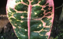 Codiaeum-Ih-Naow-20