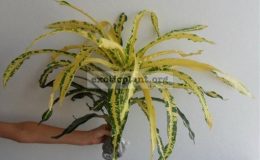 Codiaeum-Inthara-Rungsan-26