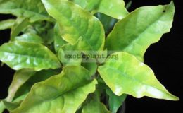 Codiaeum-Jamaica-Tricolor-Gold-12-