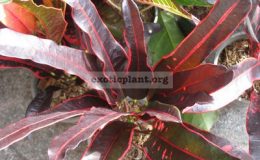 Codiaeum-Judo-Red-20