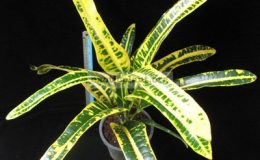 Codiaeum-Judo-Yellow-20