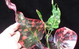 Codiaeum-Kaew-Manee-23