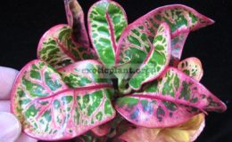 Codiaeum-Khun-Chang-Kin-Leang-20-