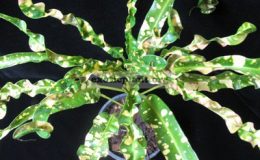 Codiaeum-King-of-Siam-26