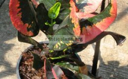 Codiaeum-Laem-Son-20