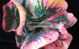 Codiaeum-Laem-Thong-23