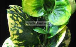 Codiaeum-Lueng-Anan-F1-25-