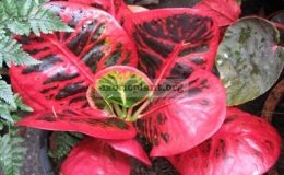 Codiaeum-Luk-Mueng-26