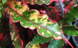 Codiaeum-Ma-Ha-Larb-20