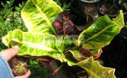 Codiaeum-Maha-Choke-26