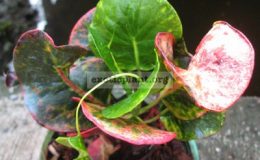 Codiaeum-Manee-Chun-MD-20