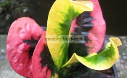 Codiaeum-Manee-Noparat-20
