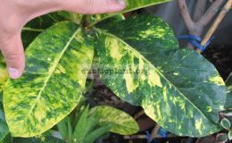 Codiaeum-Marble-20