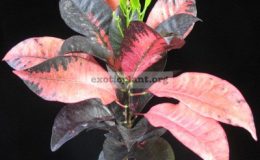 Codiaeum-Mrs-Iceton-red-20