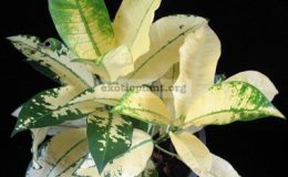 Codiaeum-Mrs.-Iceton-yellow-20