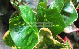 Codiaeum-Muen-Paew-20