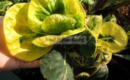 Codiaeum-Nara-Thiwat-20