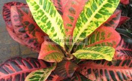 Codiaeum-Norma-20-