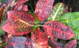 Codiaeum-Norton-20