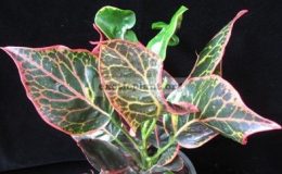 Codiaeum-Paeng-Puay-30