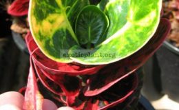 Codiaeum-Pan-Tu-Wong-MD-20