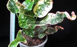 Codiaeum-Pathum-Thanee-23