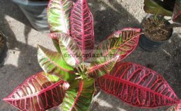 Codiaeum-Pattaya-Pink-20