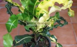Codiaeum-Petch-Kasem-20