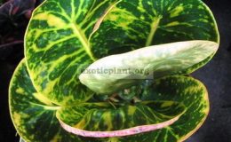 Codiaeum-Petch-Pan-Nga-взрослый