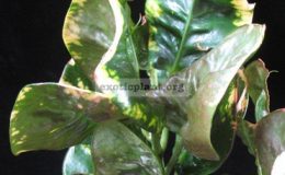 Codiaeum-Phuchana-Sibtid-20-