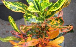 Codiaeum-Plew-Thong-20