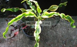 Codiaeum-Pra-Luk-20