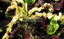 Codiaeum-Pra-Luk-F1-No.1-hybrid-from-Praluk-x-..-23