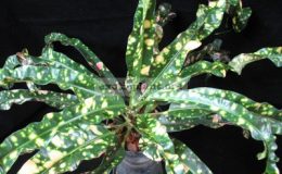 Codiaeum-Queen-of-Siam-leaf-wider-than-King-of-Siam-листья-шире-чем-у-King-of-Siam-MD-26