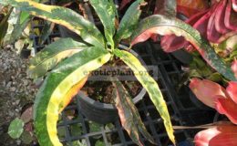 Codiaeum-Rainbow-long-leaf-30