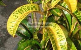 Codiaeum-Rams-Horn-20