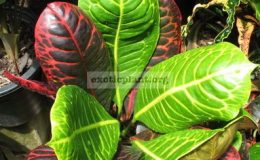 Codiaeum-Red-Turtle-26-