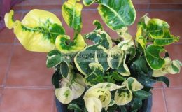 Codiaeum-Sa-Kaew-20