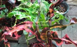 Codiaeum-Sai-Buri-23