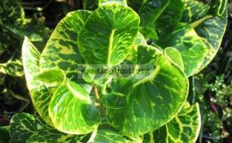 Codiaeum-Saranya-20-