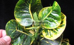 Codiaeum-Saranya-F1-20-