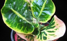 Codiaeum-Sema-Thong-20