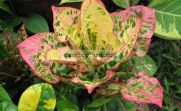 Codiaeum-Siam-Harmonius-20