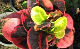 Codiaeum-Siam-Red-20